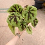 Begonia Iron Cross - Image 4