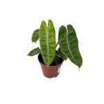Philodendron Billietiae