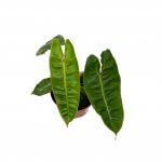 Philodendron Billietiae - Image 6