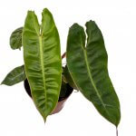 Philodendron Billietiae - Image 5