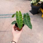 Philodendron Billietiae - Image 4