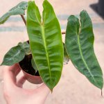 Philodendron Billietiae - Image 3