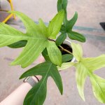 Philodendron Florida Ghost Mint - Image 3