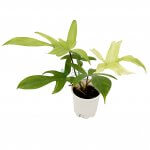 Philodendron Florida Ghost Mint