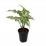 Syngonium Three Kings