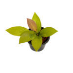 Anthurium Golden Jenmanii