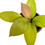 Anthurium Golden Jenmanii