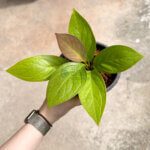 Anthurium Golden Jenmanii