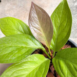 Anthurium Golden Jenmanii