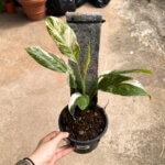 Monstera Lecherina Variegated