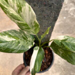 Monstera Lecherina Variegated