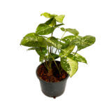 Syngonium Panda Galaxy