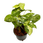 Syngonium Panda Galaxy