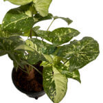 Syngonium Panda Galaxy