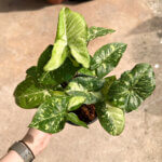 Syngonium Panda Galaxy