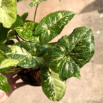 Syngonium Panda Galaxy