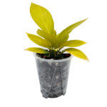 Anti Spiral Transparent Pots