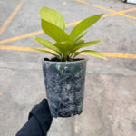 Anti Spiral Transparent Pots