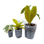 Anti-Spiral Transparent Plastic Pot 16cm - Image 8