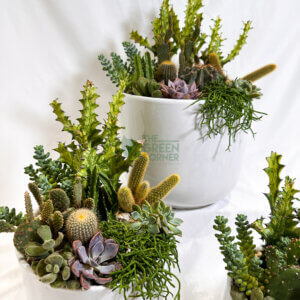 Flourish | Abundance Collection succulent arrangement