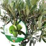 Olea Europaea Olive Tree
