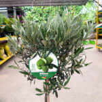 Olea Europaea Olive Tree