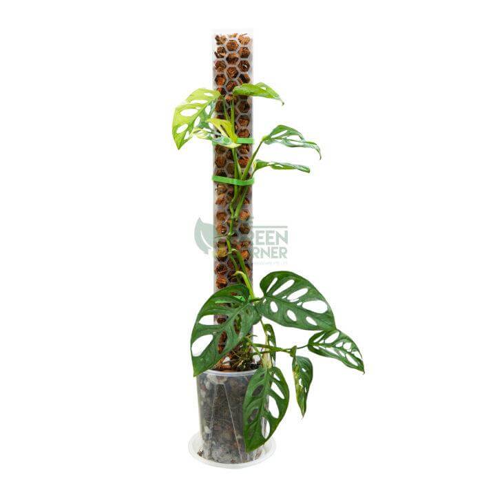 SILLYSOIL The Pole | Gardening Pole | Grow Pole | Support for Aroids Monstera Philodendron