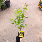 Acer palmatum Japanese Maple