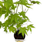 Acer palmatum Japanese Maple