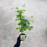 Acer palmatum Japanese Maple
