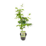 Acer palmatum Japanese Maple