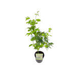Acer palmatum Japanese Maple