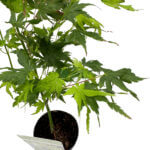 Acer palmatum Japanese Maple