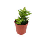 Aloe Squarrosa