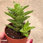 Aloe Squarrosa - Image 2