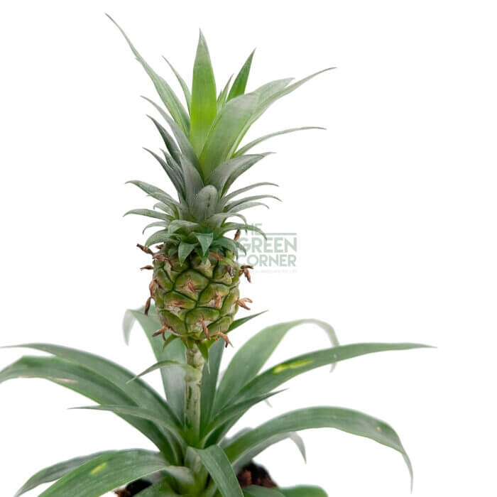 Pineapple Plant (Ananas Champaca)