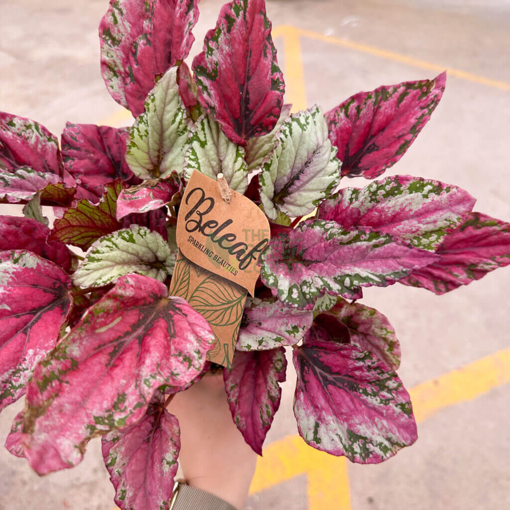 Begonia Maui Sunset The Green Corner