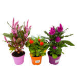 Celosia