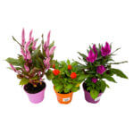 Celosia