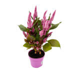 Celosia