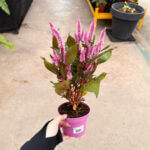 Celosia
