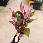 Celosia