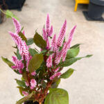 Celosia