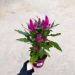 Celosia