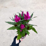 Celosia