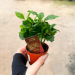 Coffea Arabica