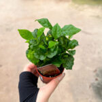 Coffea Arabica