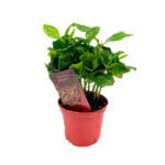 Coffea Arabica