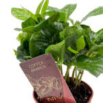 Coffea Arabica