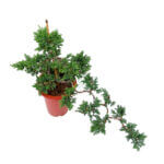 Bonsai